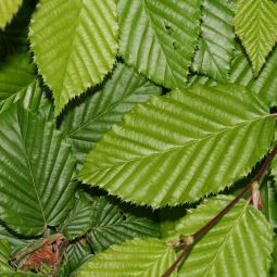 Kant-en-klaar haag Carpinus betulus - Groen 120x155 cm (lxh)